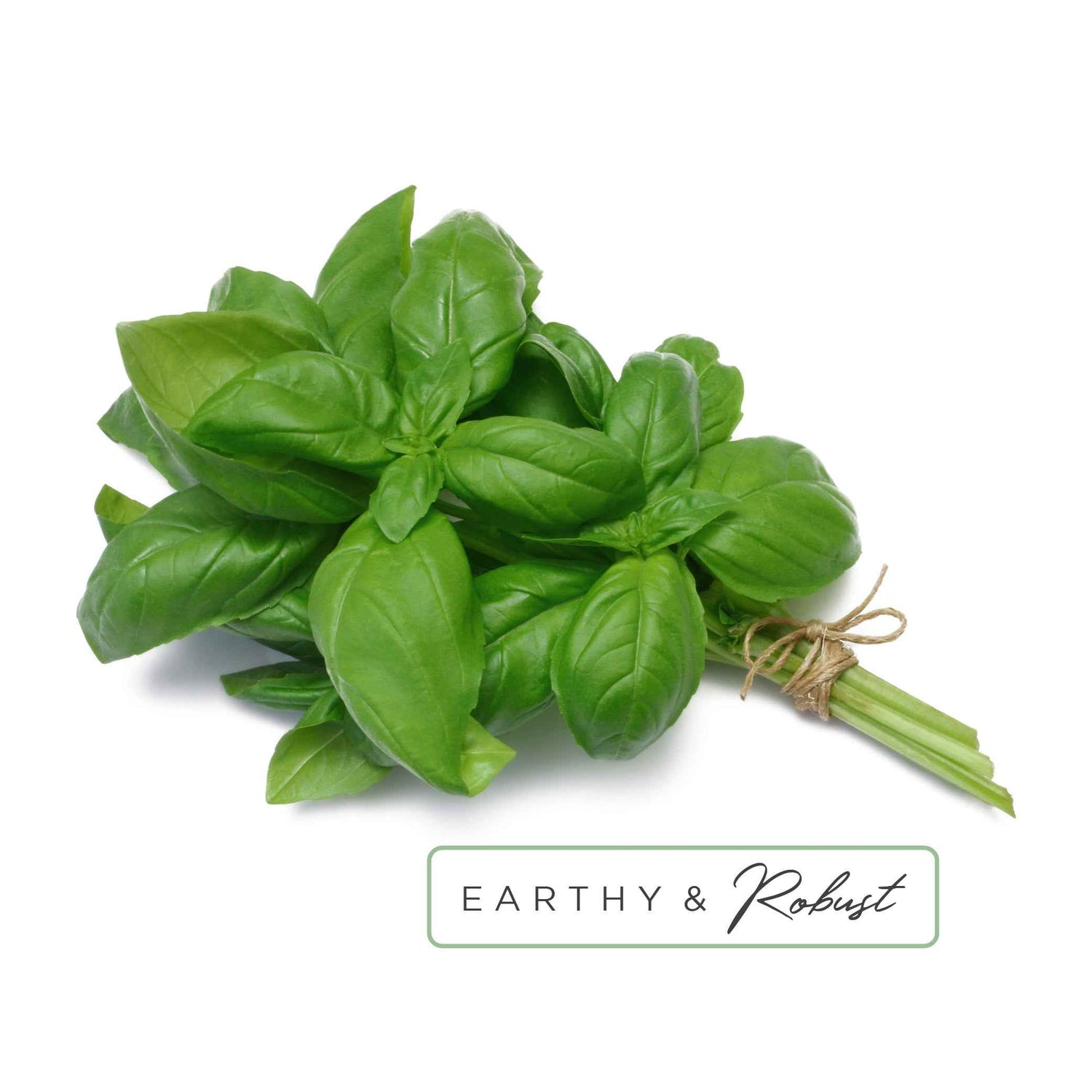 Essential Oil Roll-On in Energize