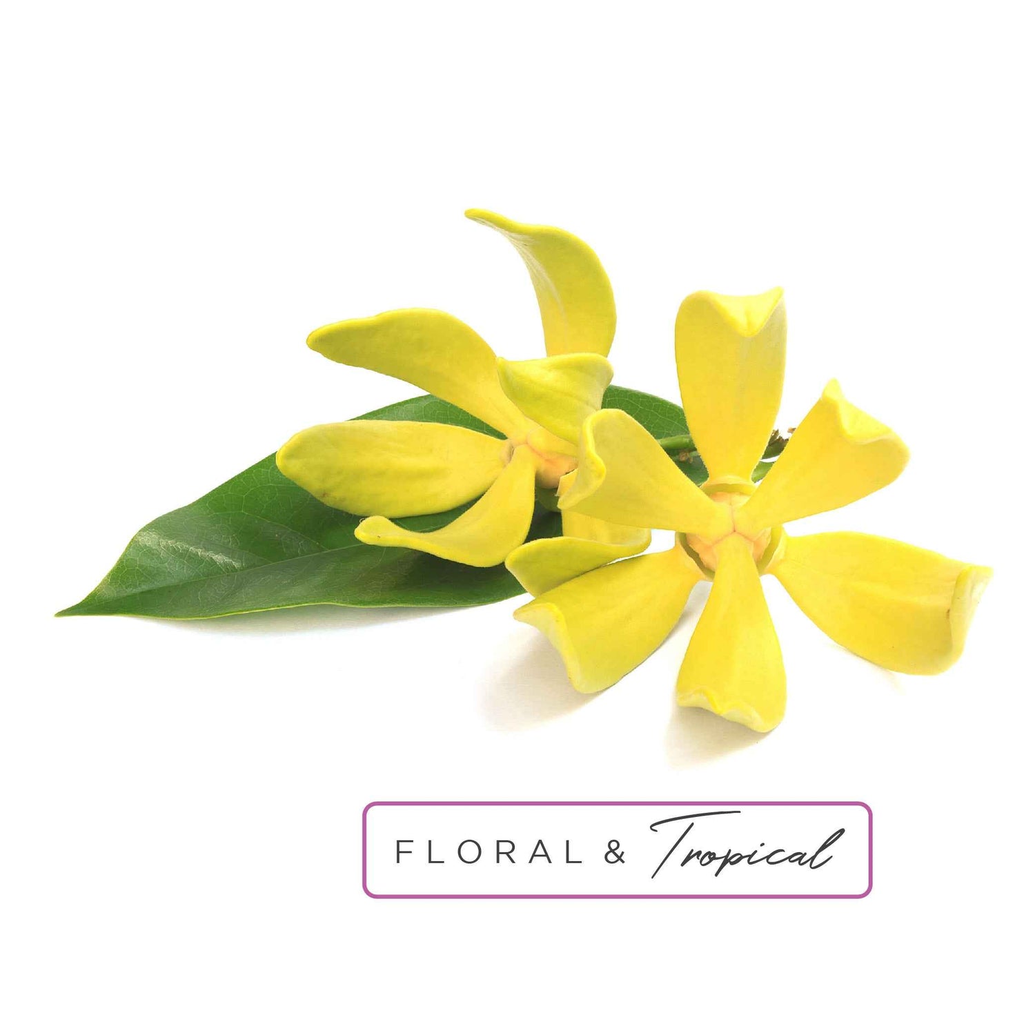 Essential Oil Roll-On in Escape