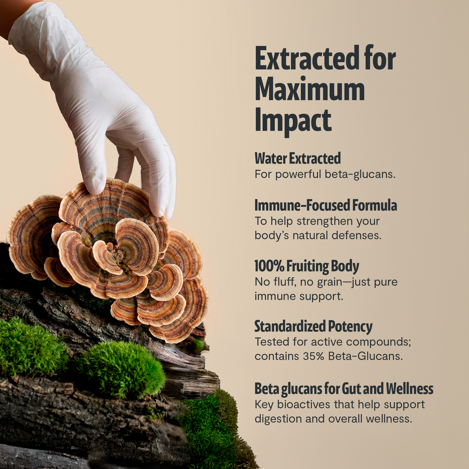 Turkey Tail Mushroom Extract Powder by FreshCap Mushrooms