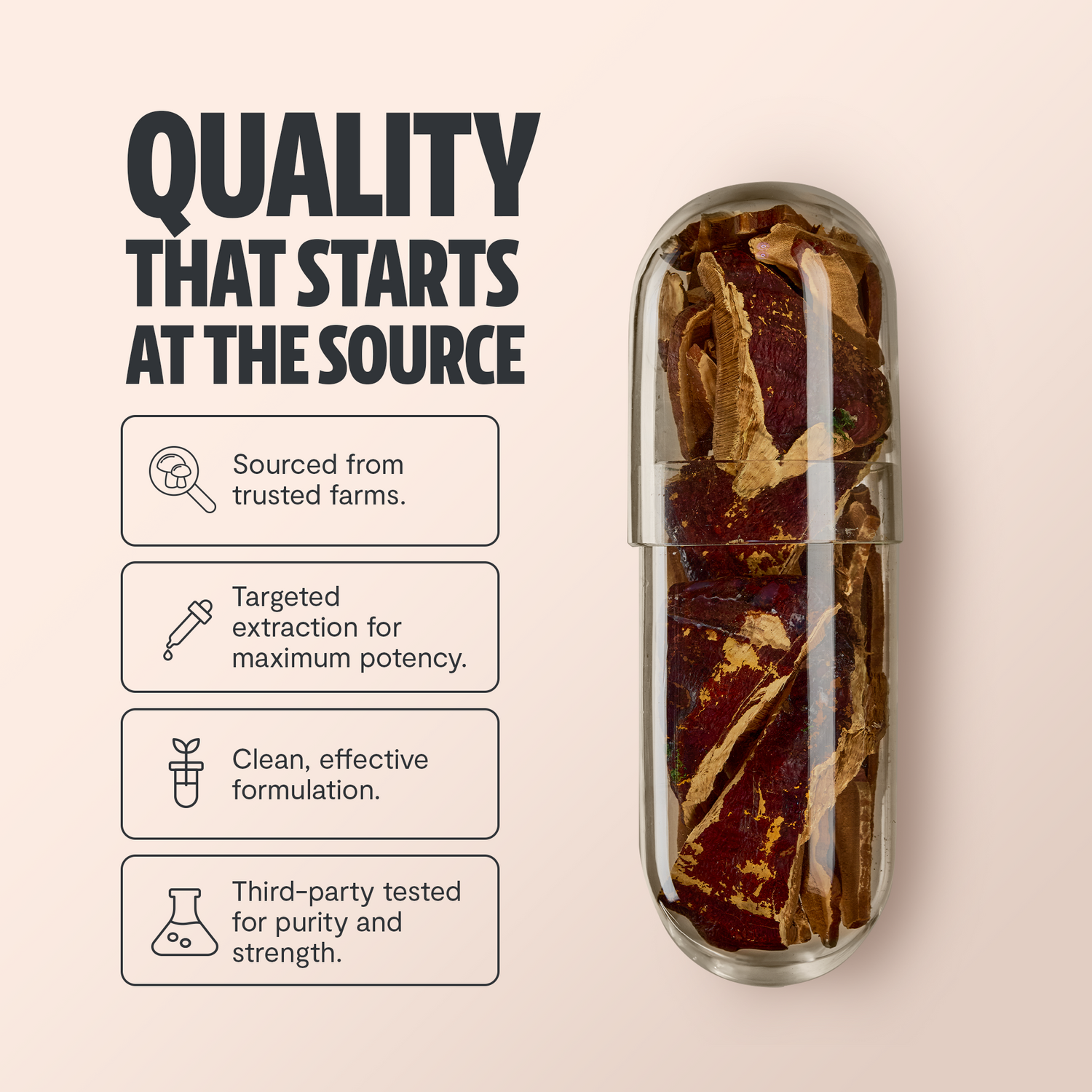 Reishi Mushroom Extract Capsules