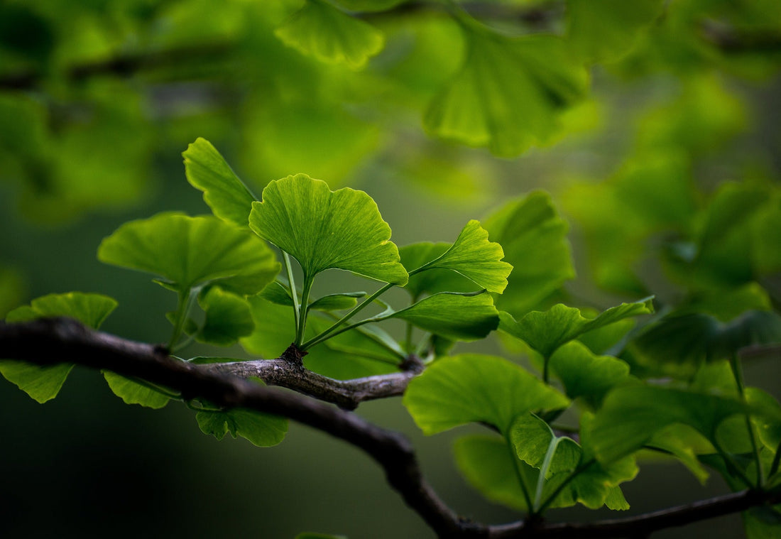 Ginkgo Leaf, Cut, Sifted by Country Life Natural Foods