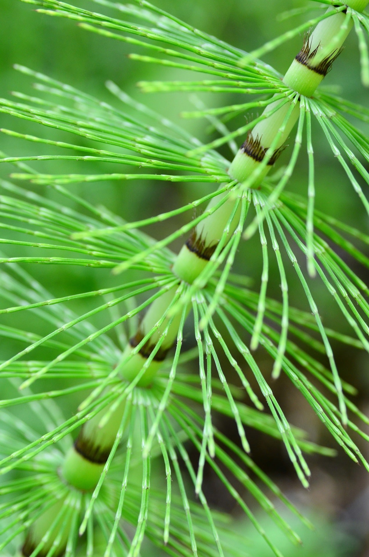 Horse Tail (Shavegrass) Cut, Sifted by Country Life Natural Foods
