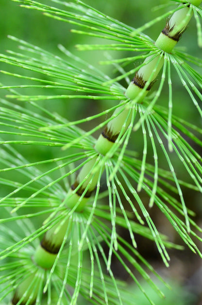 Horse Tail (Shavegrass) Cut, Sifted by Country Life Natural Foods