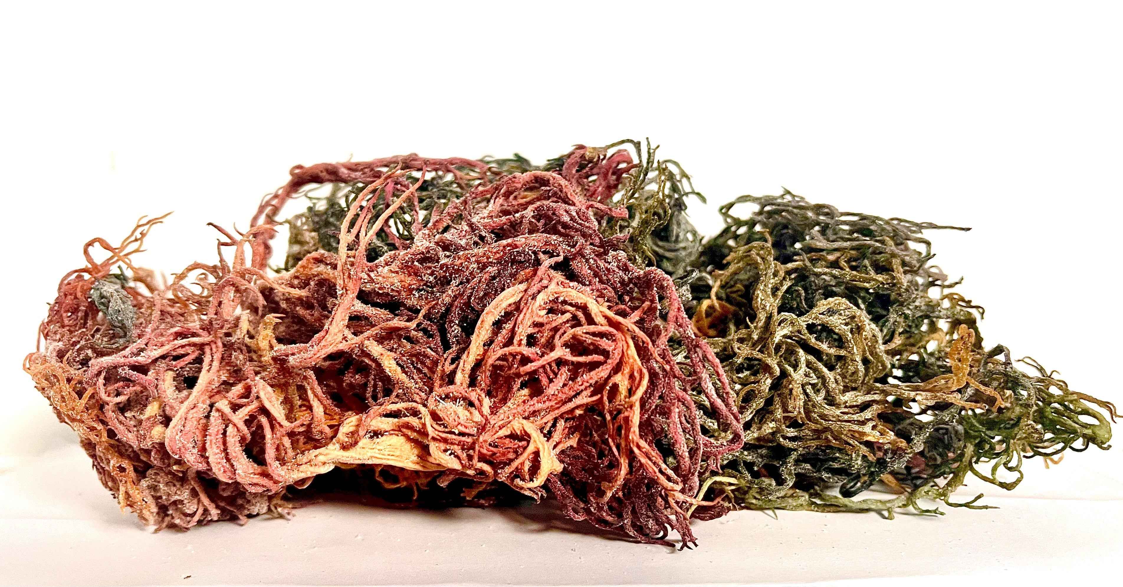 Pure Certified Wild Harvested Full Spectrum Organic Raw Sea Moss