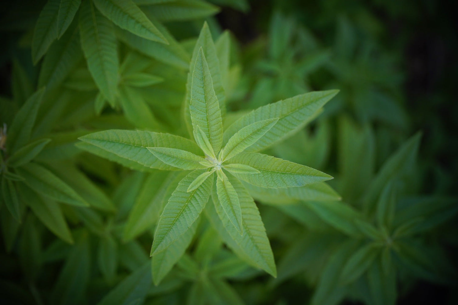 Lemon Verbena, Cut, Sifted by Country Life Natural Foods