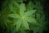 Lemon Verbena, Cut, Sifted 
