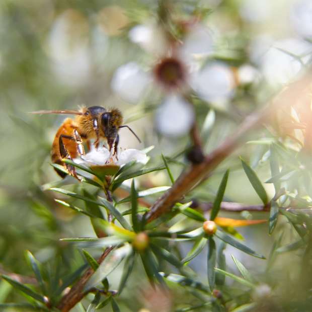 Manuka Honey by Country Life Natural Foods