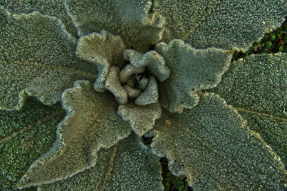 Mullein Leaf, Cut, Sifted by Country Life Natural Foods