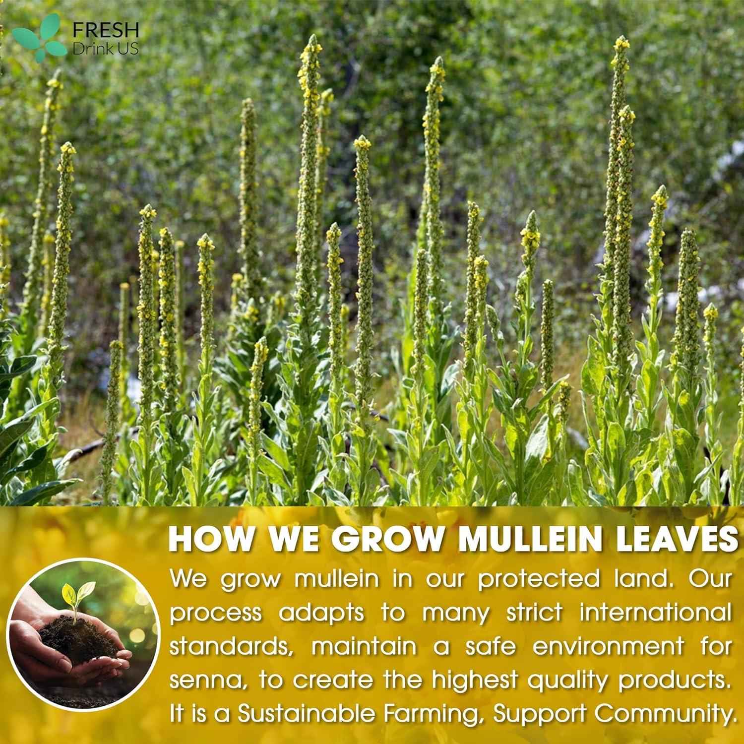 Mullein Leaf Tea Bags, 100% Natural &amp; Pure from Mullein Leaves. Loose Leaf Mullein Herbal Tea. Made with Natural Material Tea Bags. No Sugar, No Caffeine, No Gluten, Vegan.