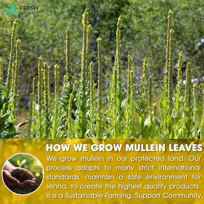 Mullein Leaf Tea Bags, 100% Natural &amp; Pure from Mullein Leaves. Loose Leaf Mullein Herbal Tea. Made with Natural Material Tea Bags. No Sugar, No Caffeine, No Gluten, Vegan.