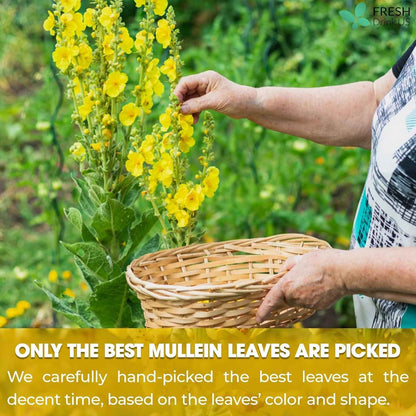 Mullein Leaf Tea Bags, 100% Natural &amp; Pure from Mullein Leaves. Loose Leaf Mullein Herbal Tea. Made with Natural Material Tea Bags. No Sugar, No Caffeine, No Gluten, Vegan.