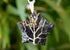 Blue Sandstone Star Wire Wrapped Pendants, Silver Necklace with Chain  DestGlow