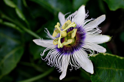 Passion Flower, Cut, Sifted by Country Life Natural Foods
