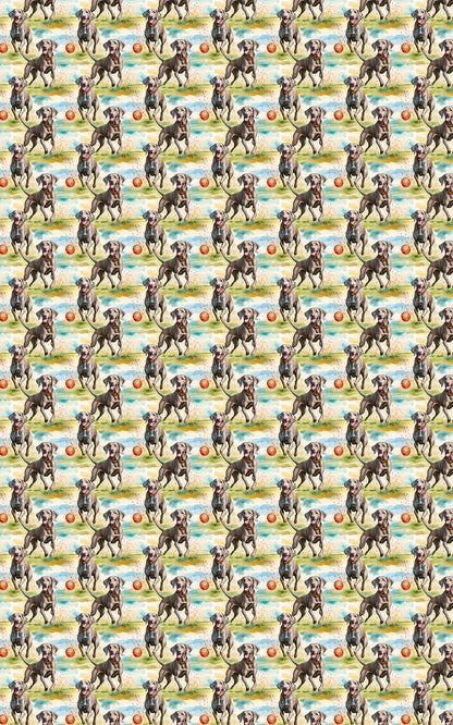 Weimaraner Chase Time