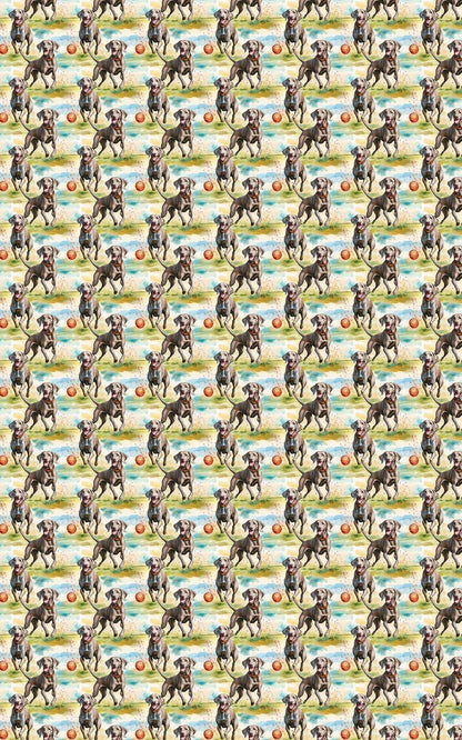 Weimaraner Chase Time