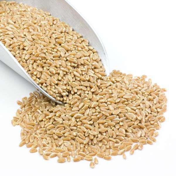 Wheat Berries, Prairie Gold (White) by Country Life Natural Foods