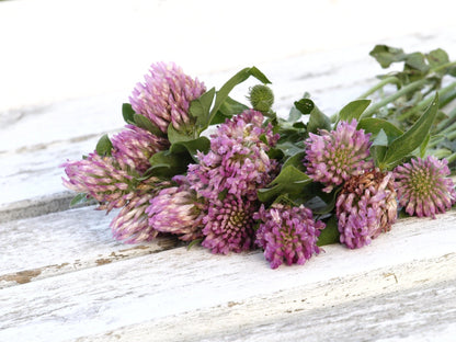 Red Clover Blossoms by Country Life Natural Foods