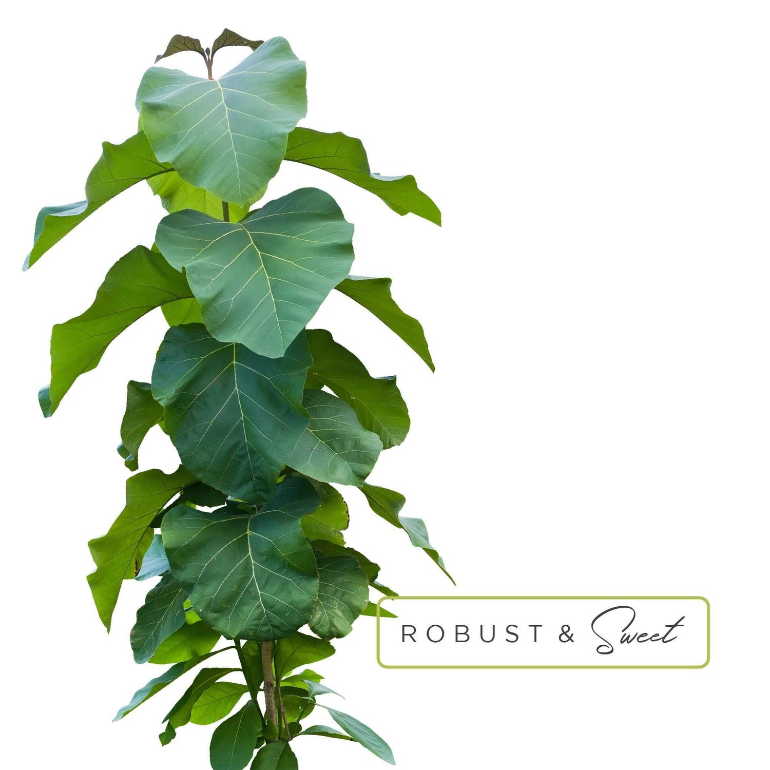 Essential Oil Roll-On in Escape