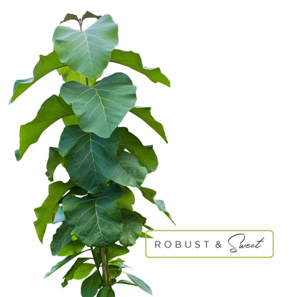 Essential Oil Roll-On in Escape