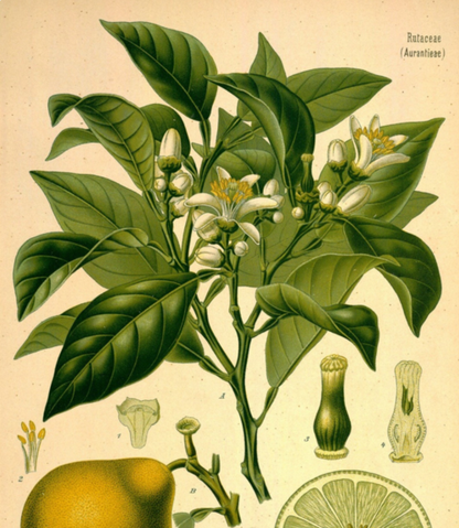 Bergamot Essential Oil - 100% Pure Organic Citrus Bergamia for Aromatherapy