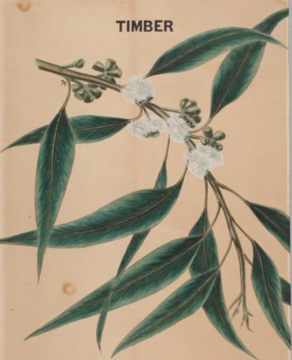 Eucalyptus Essential Oil - 100% Pure Organic Eucalyptus Radiata for Aromatherapy