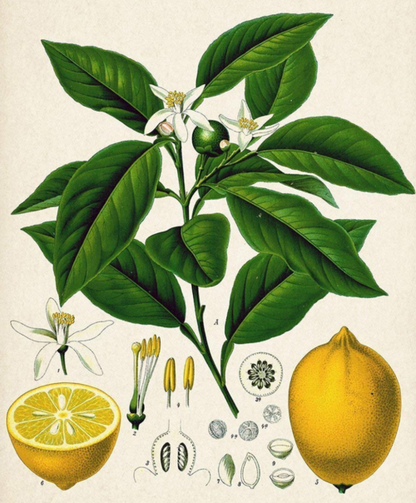 Essential Oil - Lemon