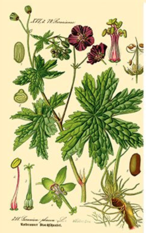 Rose Geranium Essential Oil - 100% Pure Organic Pelargonium Graveolens