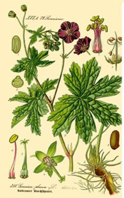 Rose Geranium Essential Oil - 100% Pure Organic Pelargonium Graveolens