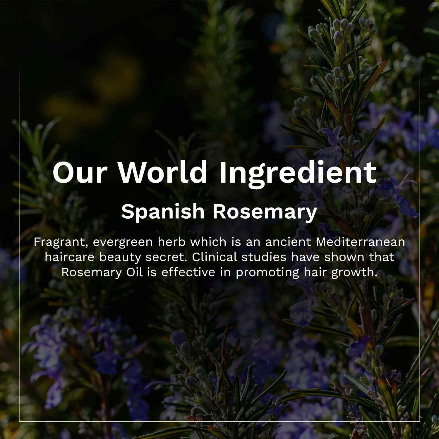 Pilgrim Spanish Rosemary &amp; Biotin Hair Growth Oil To Control Hair Fall &amp; Strengthens Hair