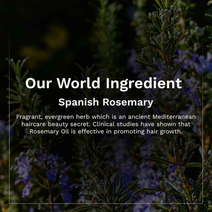 Pilgrim Spanish Rosemary &amp; Biotin Hair Growth Oil To Control Hair Fall &amp; Strengthens Hair