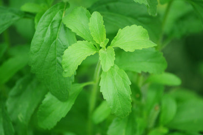 Stevia Leaf Powder by Country Life Natural Foods