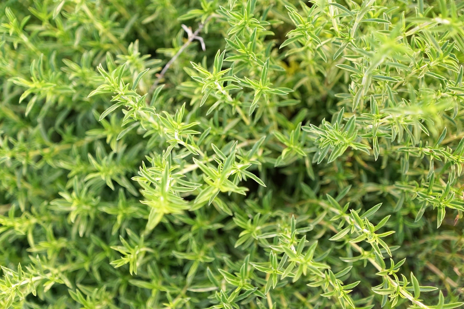 Savory, Cut, Sifted