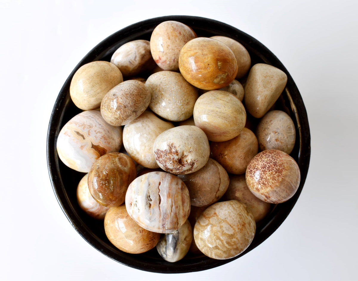 Fossil Coral Tumbled crystals (Grounding and longevity)  DestGlow