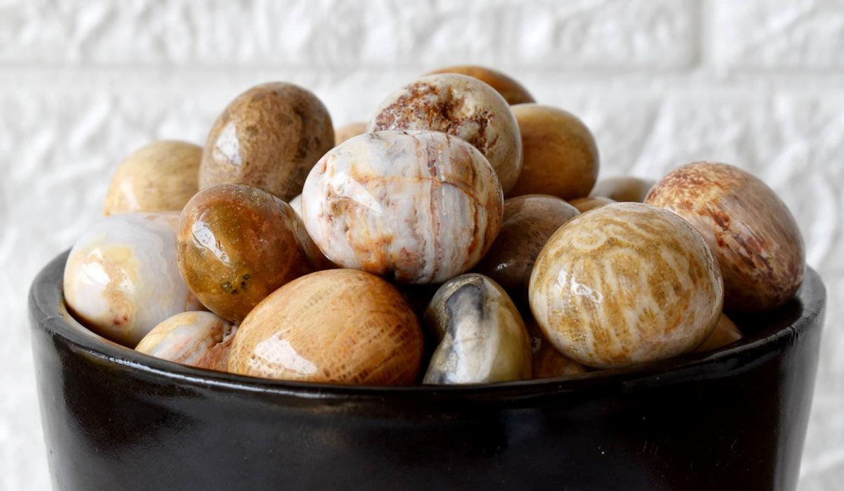 Fossil Coral Tumbled crystals (Grounding and longevity)  DestGlow