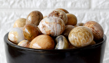 Fossil Coral Tumbled crystals (Grounding and longevity)  DestGlow
