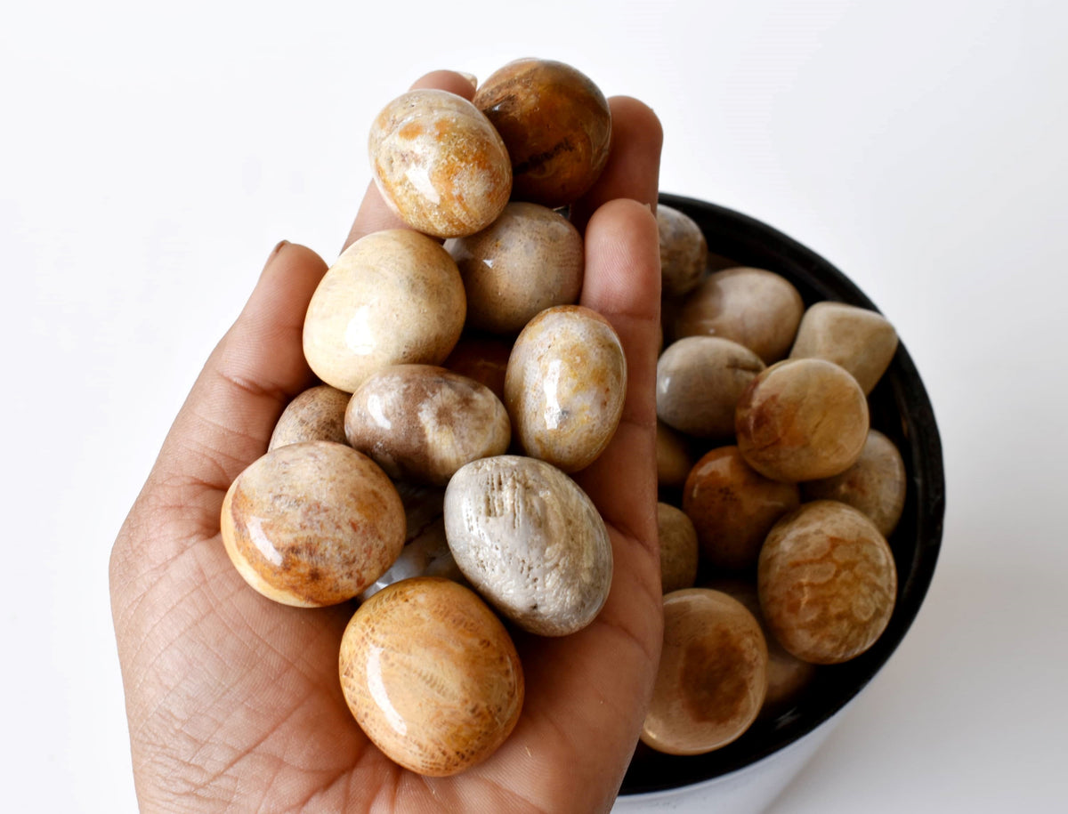 Fossil Coral Tumbled crystals (Grounding and longevity)  DestGlow