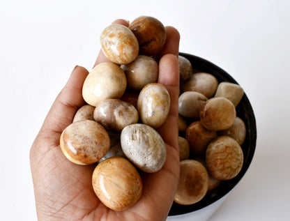 Fossil Coral Tumbled crystals (Grounding and longevity)  DestGlow
