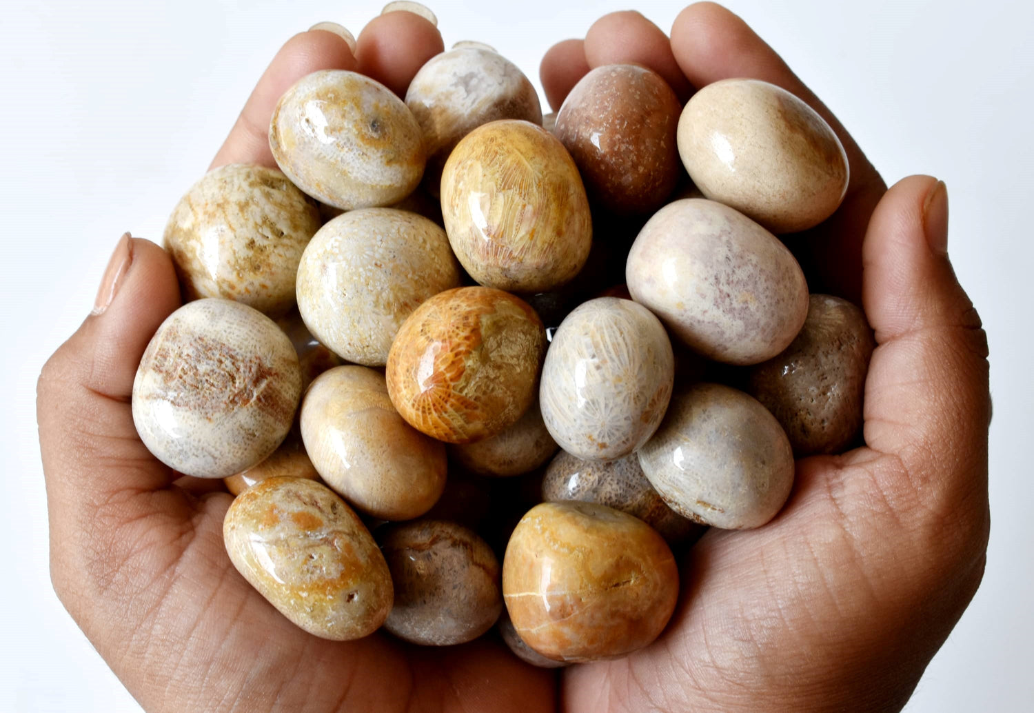 Fossil Coral Tumbled crystals (Grounding and longevity)  DestGlow
