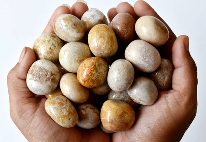 Fossil Coral Tumbled crystals (Grounding and longevity)  DestGlow