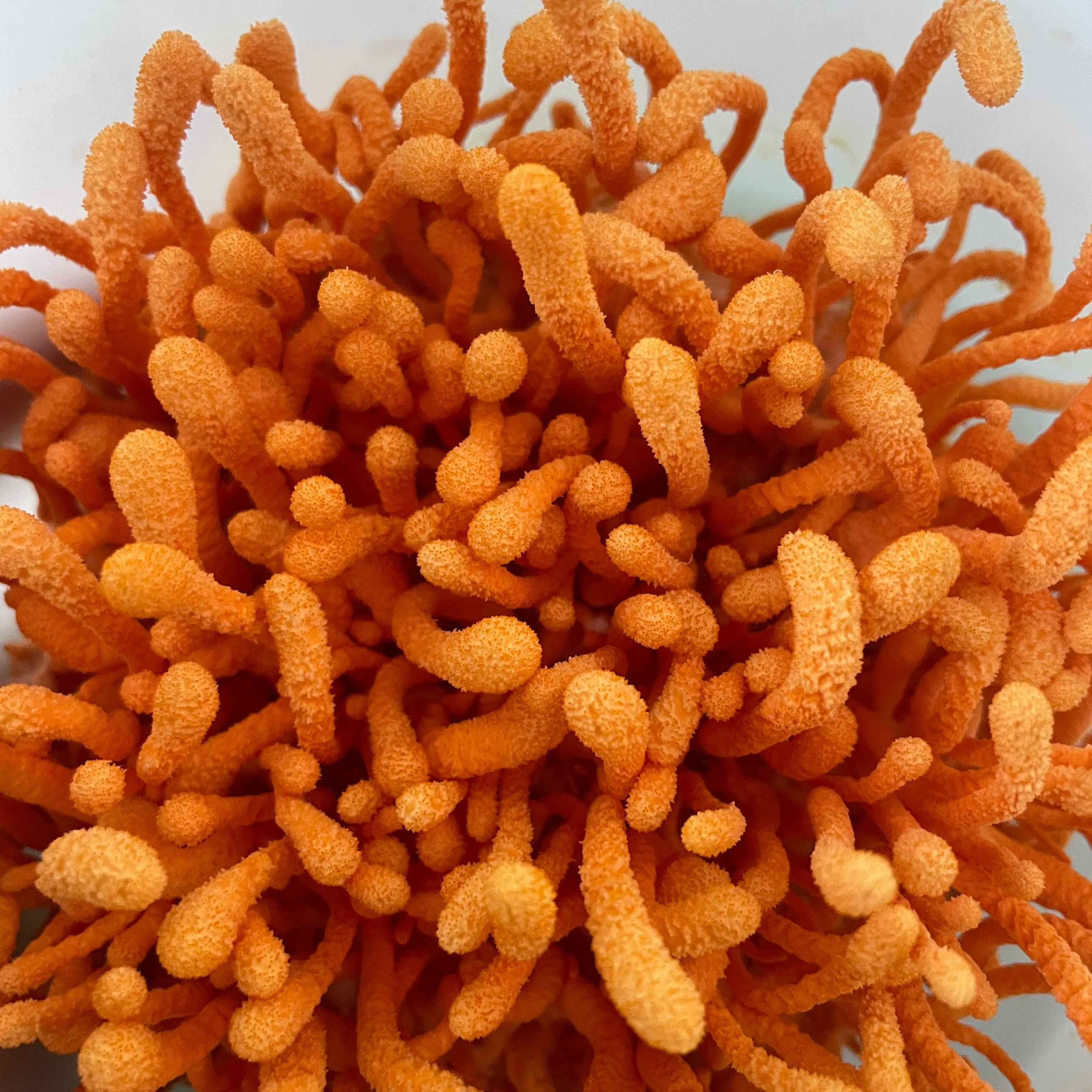 Cordyceps Dual Extract Tincture