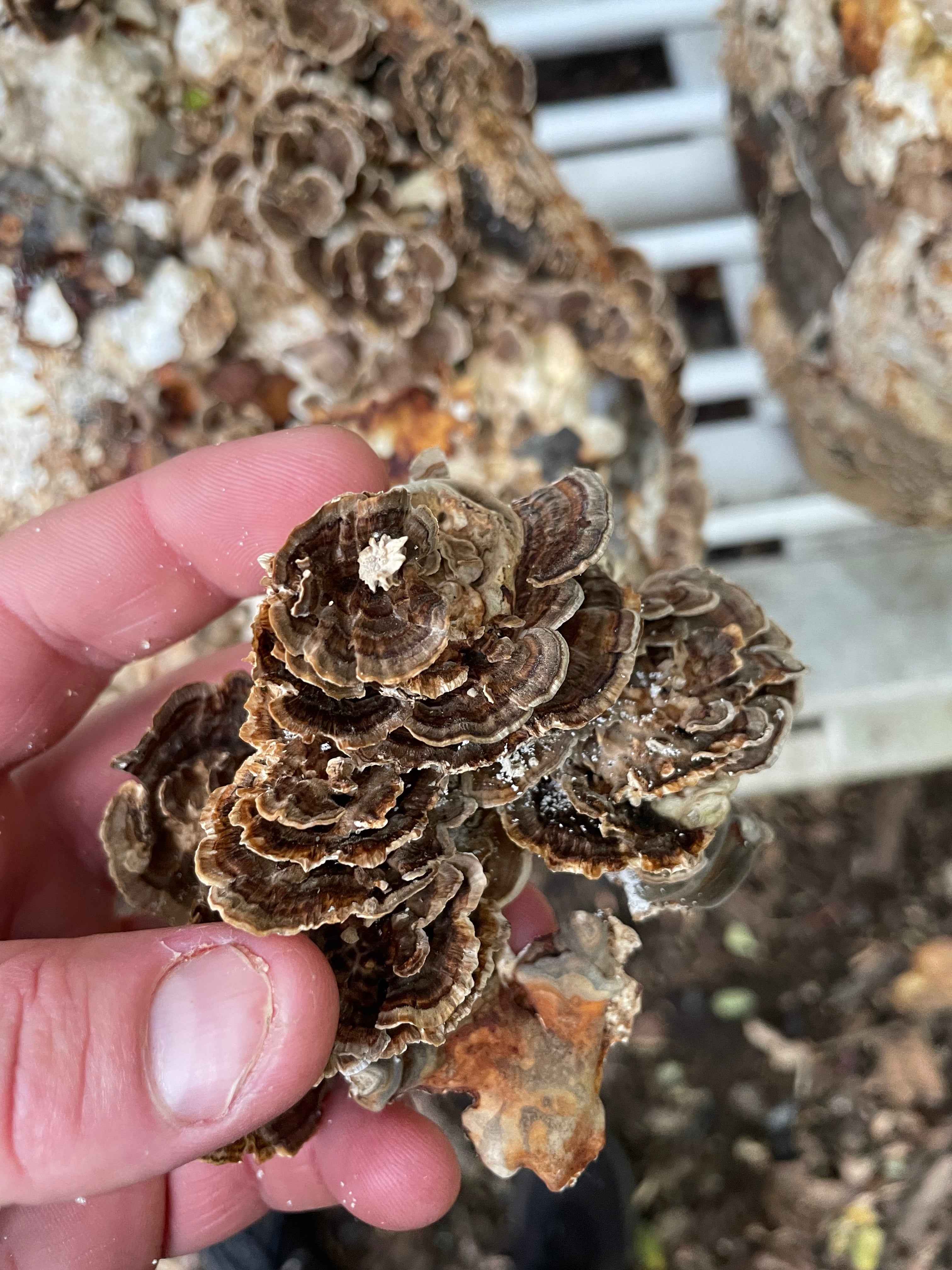 Reishi + Turkey Tail Dual Extract Tincture