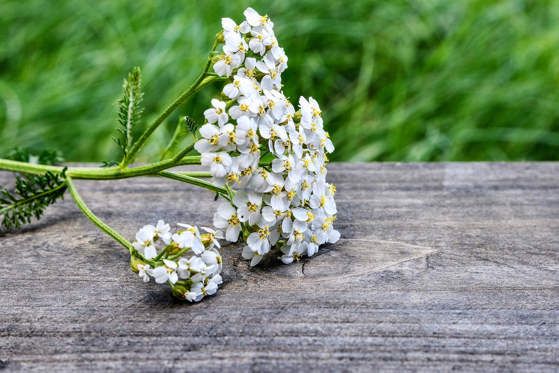 Yarrow Flowers, Cut, Sifted by Country Life Natural Foods