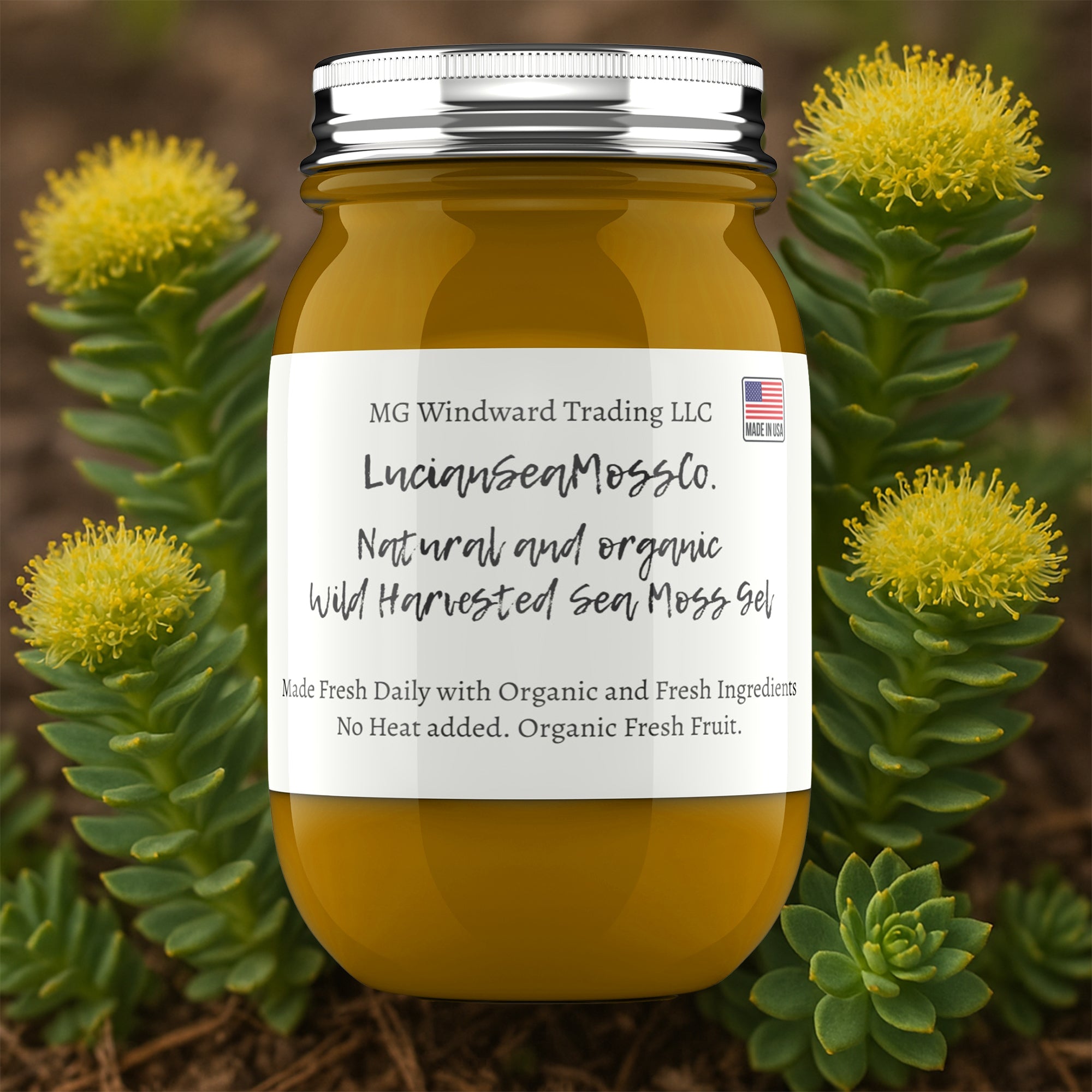 Rhodiola Infused Organic Sea Moss Gel by Seamoss Global