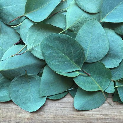 Eucalyptus Leaf, Cut, Sifted
