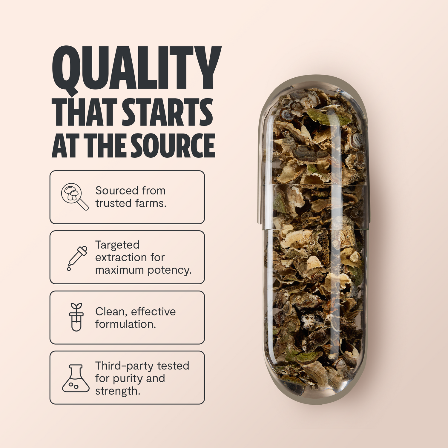 Turkey Tail Mushroom Extract Capsules