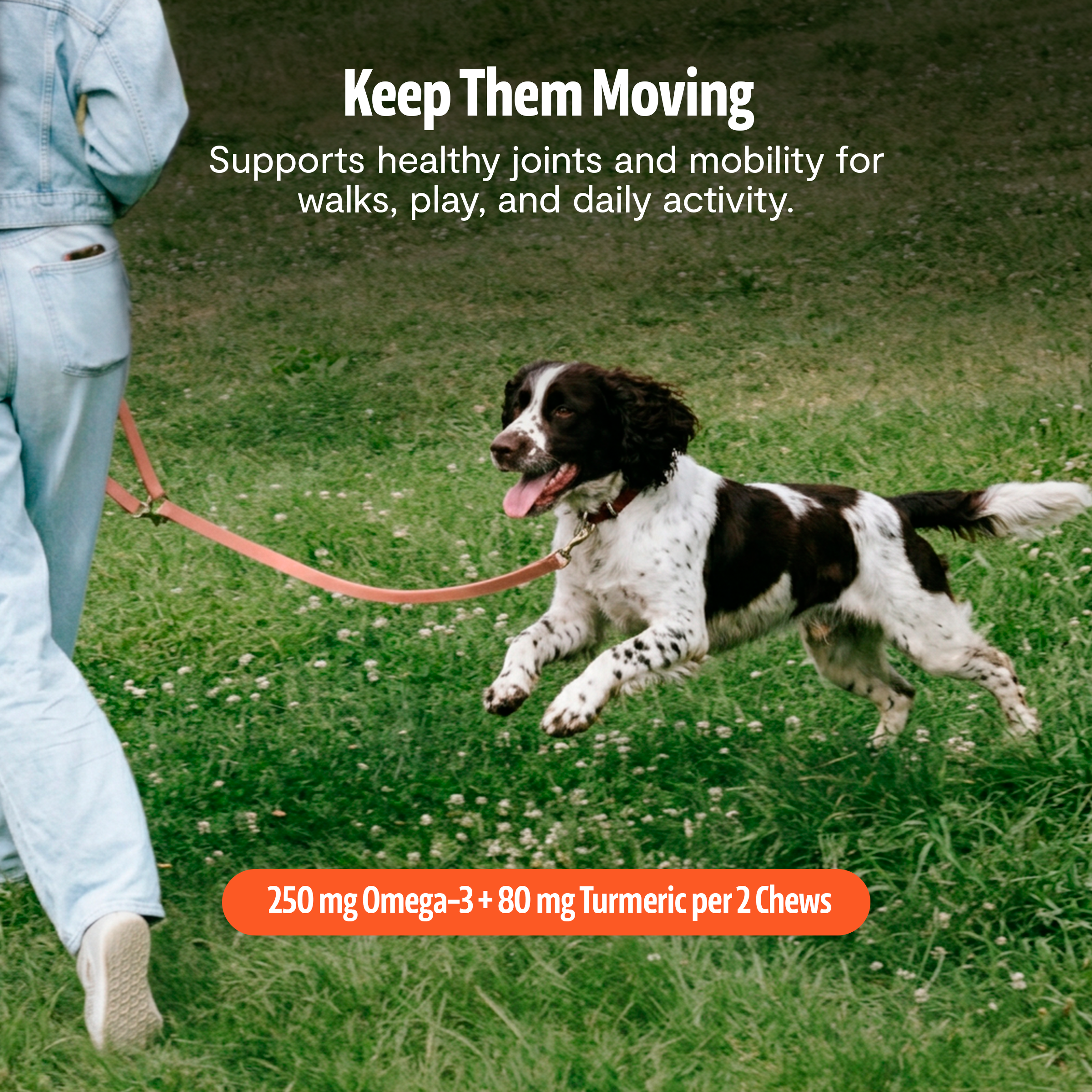 Organic Mushroom Complex for Dogs  DestGlow