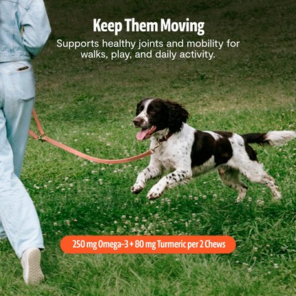 Organic Mushroom Complex for Dogs  DestGlow
