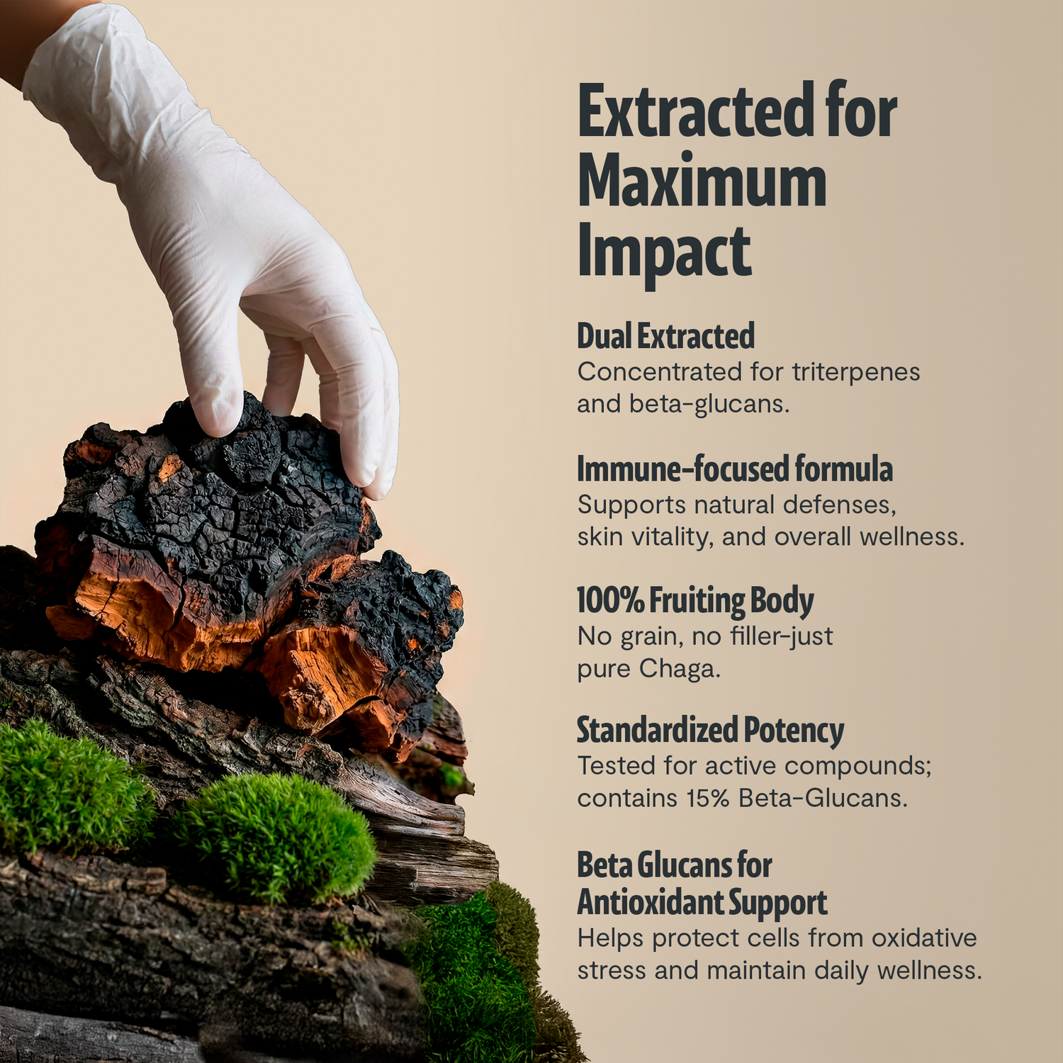 Chaga Mushroom Extract Capsules by FreshCap Mushrooms