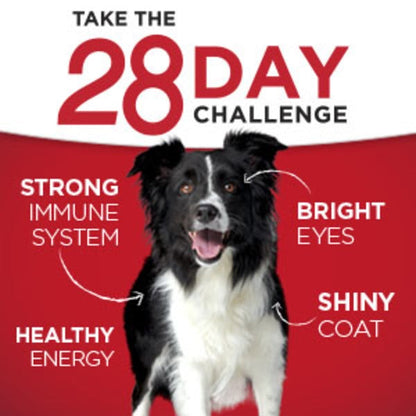 Purina ONE Weight Management, Natural Wet Dog Food, SmartBlend Healthy Weight Tender Cuts Lamb &amp; Brown Rice  DestGlow