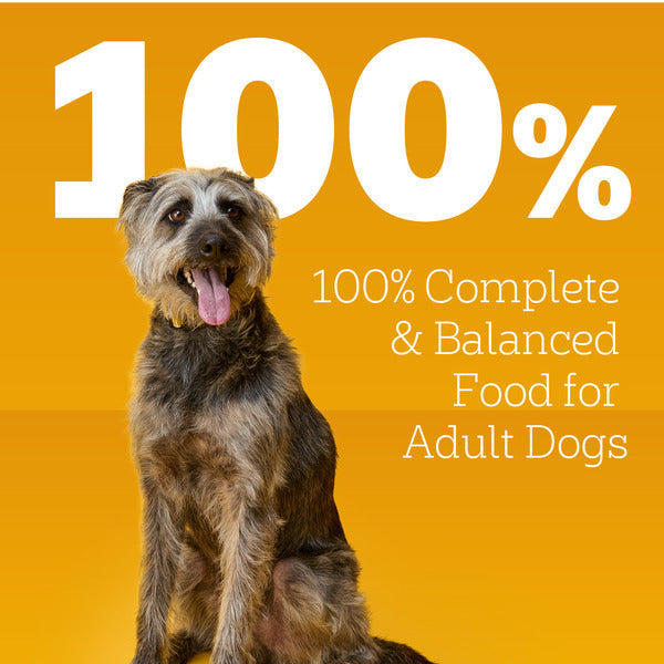 Pedigree Choice Cuts In Gravy Adult Canned Soft Wet Dog Food With Beef, 13.2 oz. Can